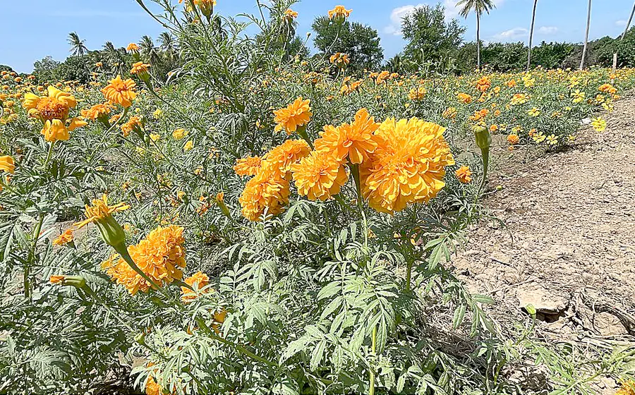 Campos del Istmo de Tehuantepec llenos de la colorida flor de cempasúchil criollo, cultivada por familias para la celebración del Xandú.