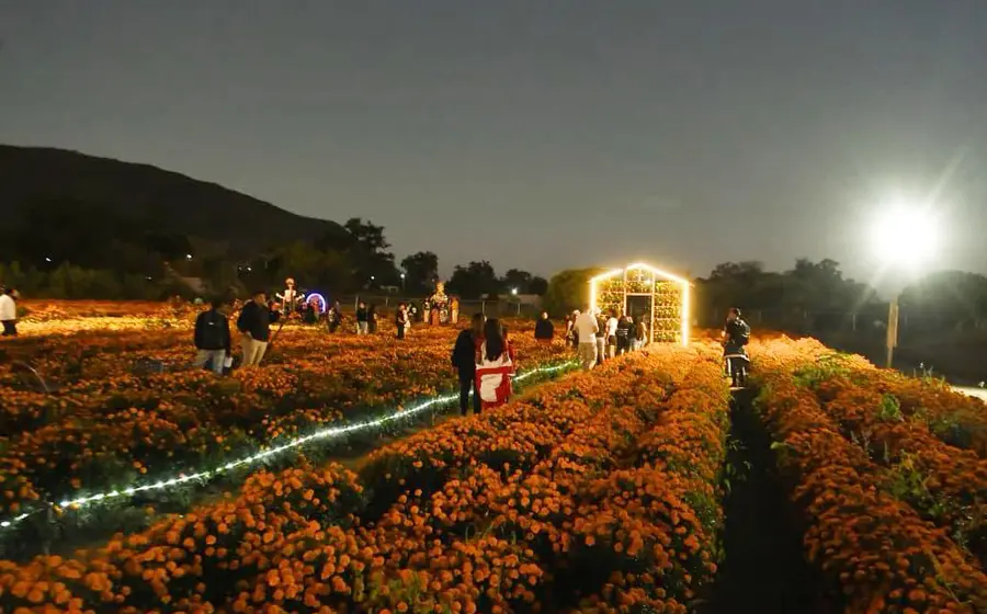 Un colorido campo de flores parte del circuito floral 'Flores que Guían el Alma', listo para ser recorrido por los visitantes.