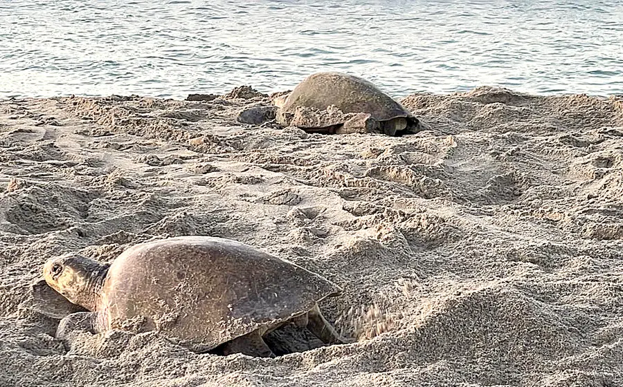 Miles de tortugas golfinas cubren la playa de Morro Ayuta durante la sexta arribada de la temporada para desovar en el santuario oaxaqueño.