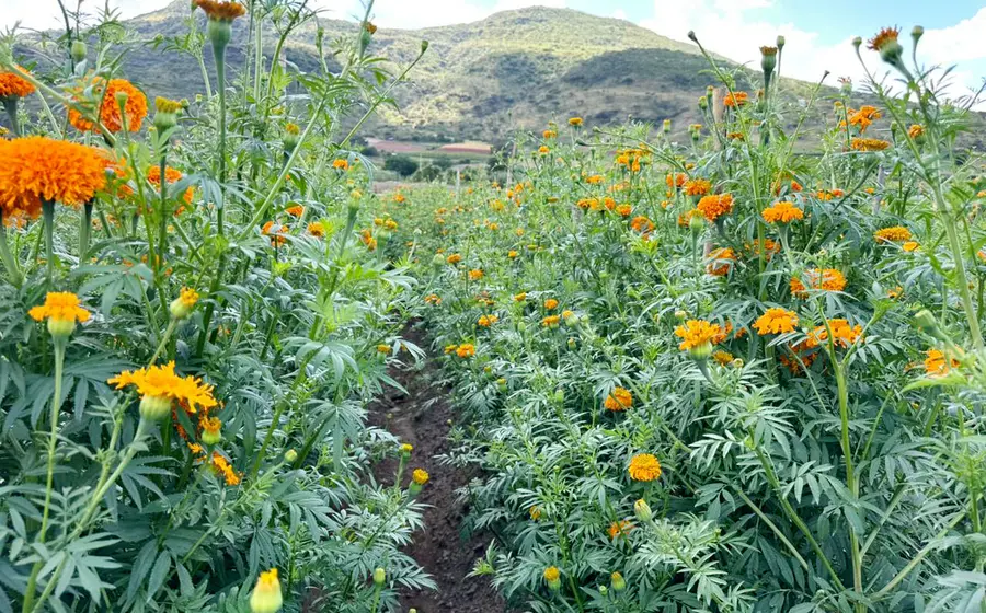Un campo de siembra de la tradicional flor de muerto en la comunidad de El Huamúchil, Santiago Huajolotitlán, en la Mixteca oaxaqueña.