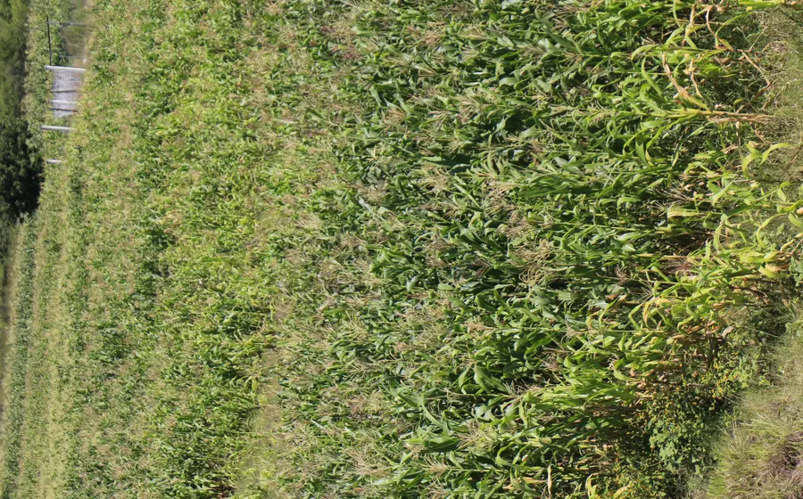 Cada oaxaqueño consume 192 kg de maíz al año. 