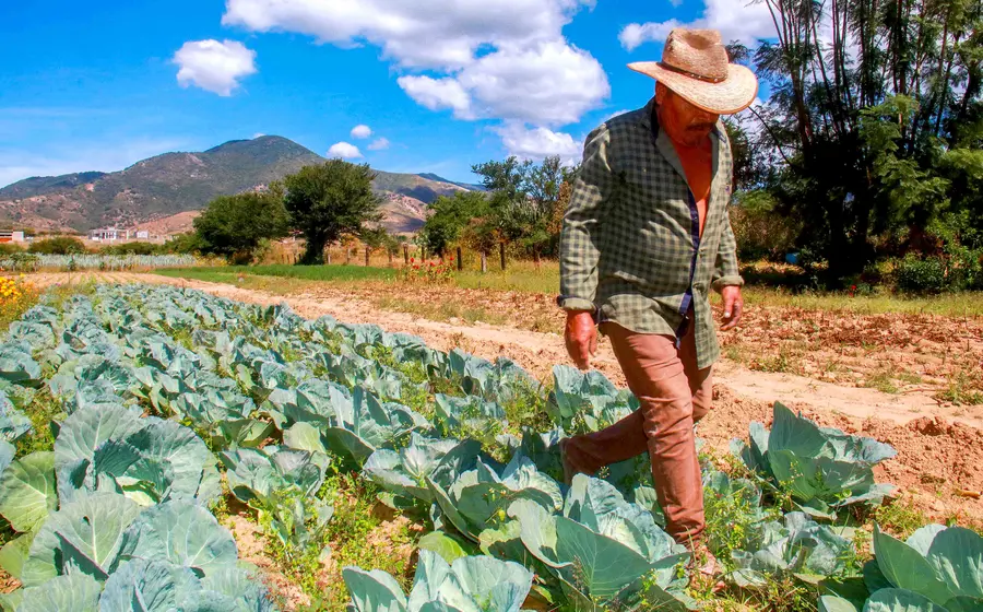 La distribución revela la fuerte dependencia de los adultos mayores