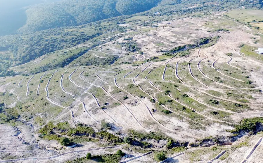 Se reforestaron de 700 hectáreas en Río Blanco, Río Poblano y Cerrito Colorado. 
