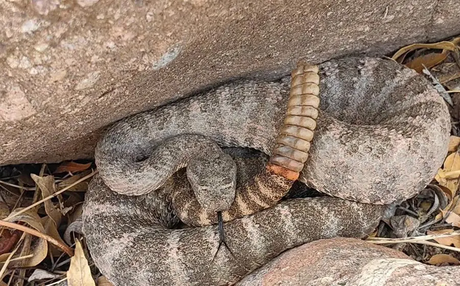 comunicado_imss_bebe_serpiente