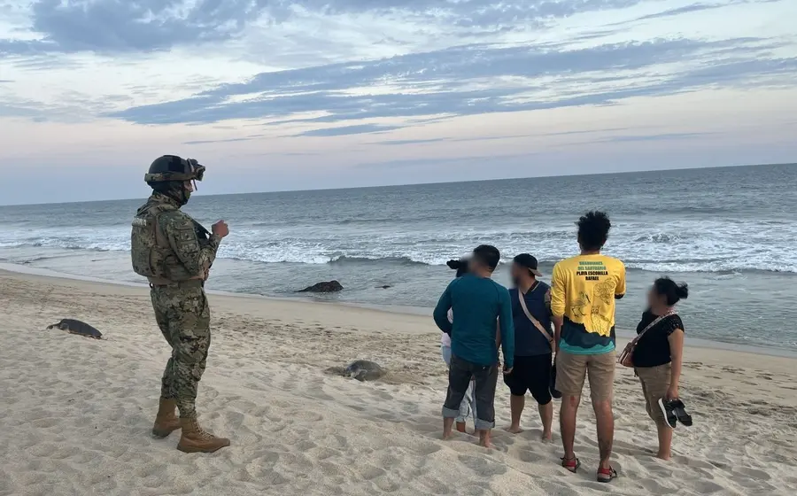 Semar y Profepa aseguran miles de huevos de tortuga en la Costa de Oaxaca.