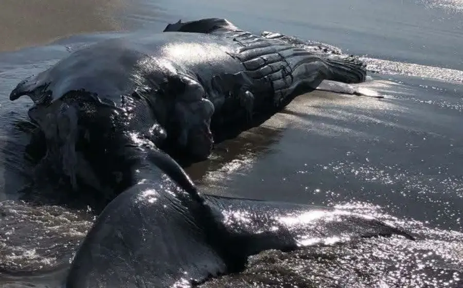 Activan protocolos sanitarios tras muerte de ballena en playa oaxaqueña.
