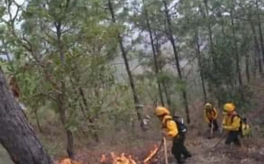 Las condiciones secas elevan el riesgo de incendios forestales.