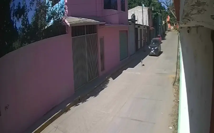 Una perrita herida yace en la calle después de ser atropellada por la retaguardia y abandonada en el municipio de Cuilápam.
