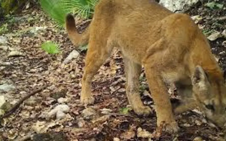 Un felino salvaje merodea por los Valles Centrales de Oaxaca, una de las especies desplazadas por los incendios forestales que afectan la región.