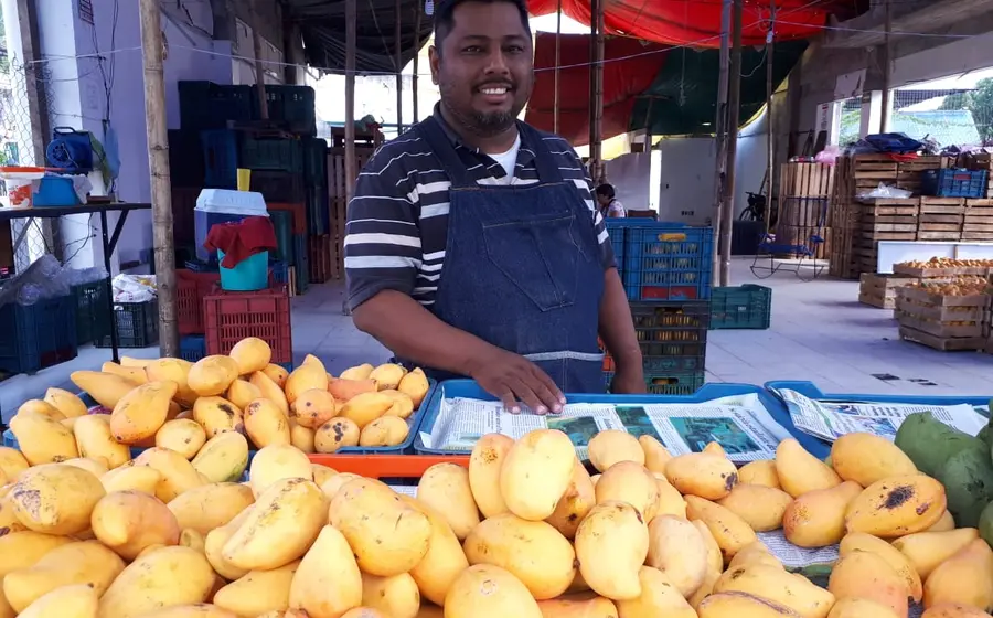 Productores de mango en Oaxaca trabajando en la cosecha, una actividad económica que es el sustento de más de 8 mil familias.