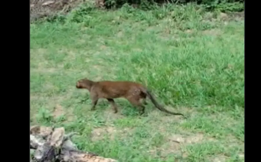  El felino más esquivo de Oaxaca regresa a su hábitat tras exitoso rescate. Foto: Profepa