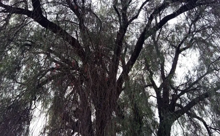 En el patio de la casa de mi abuela, hay un árbol con más de cincuenta años de antigüedad que ha sido testigo del pasar del tiempo.