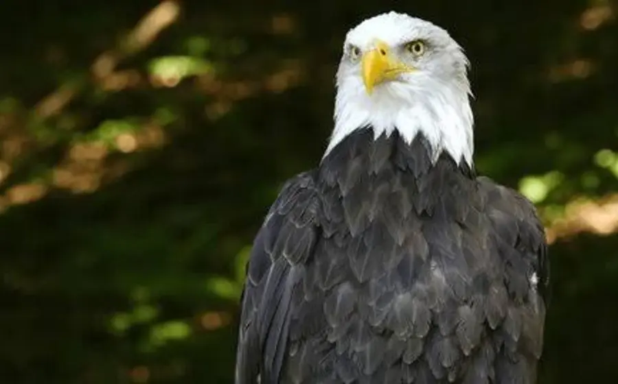 Un águila calva, especie icónica de Estados Unidos, que se ve afectada por la eliminación de la protección a hábitats de animales en riesgo.