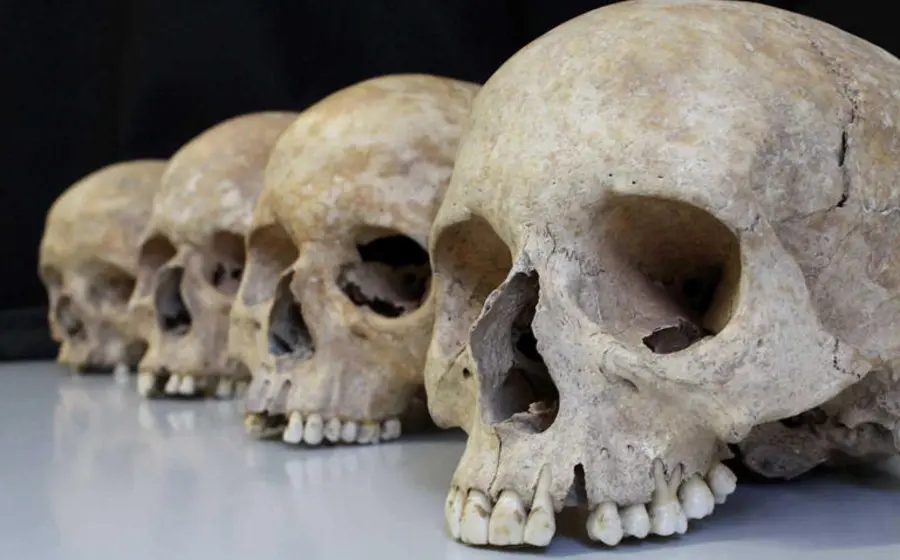 Una colección de varios cráneos fósiles del género Homo que fueron analizados en una investigación sobre la evolución del cerebro humano.