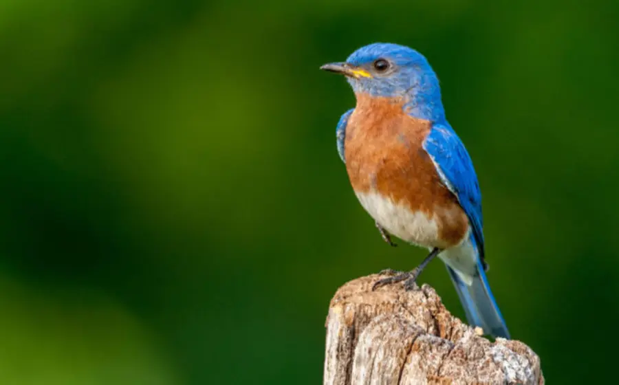 Un estudio científico revela 'explosiones' de cambios en la evolución de las aves a lo largo de 45 millones de años gracias a la inteligencia artificial.