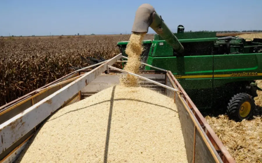 Granos de maíz y soya que ilustran el récord histórico en la importación de estos productos básicos por parte de México.