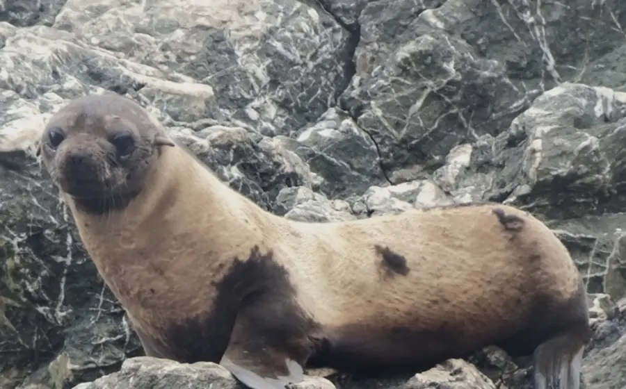 Un lobo marino en una costa de México muestra una extraña pérdida de pelaje, un problema que los expertos están investigando.