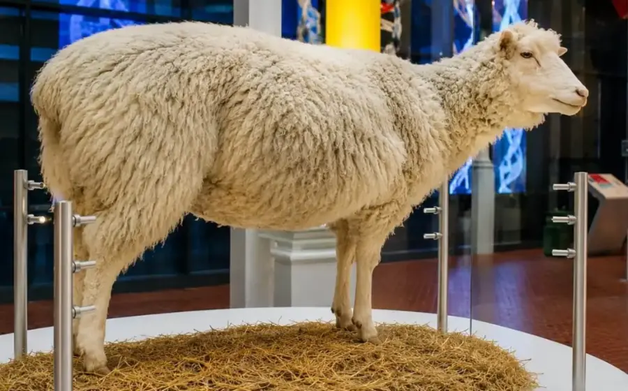 La oveja Dolly, el primer mamífero clonado, cuyo hito científico redefinió la biología y abrió el camino a la medicina regenerativa.