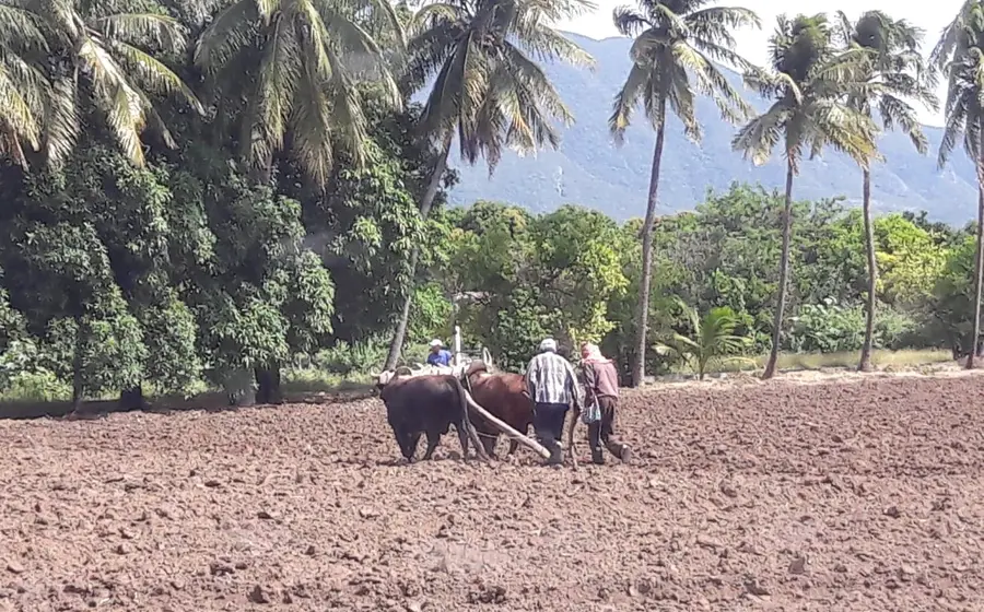 Un campesino del Istmo muestra los efectos de la crisis del campo, donde sembrar ya no resulta una actividad rentable para los productores locales.