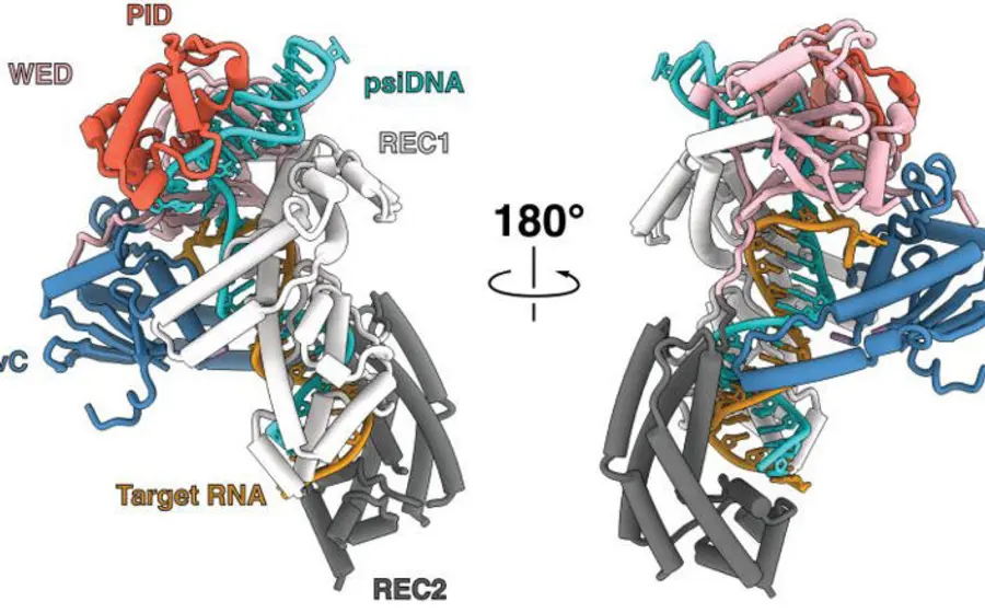 Científicos lograron reprogramar enzimas CRISPR.