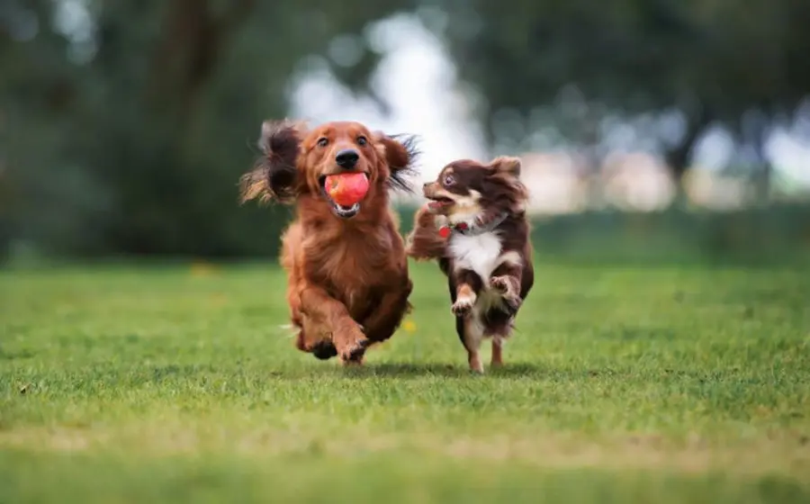 El estudio muestra que los perros equilibran instinto, obediencia y recompensa.