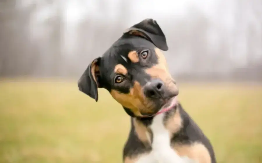 Un perro curioso inclina su cabeza hacia un lado, un gesto que podría indicar que está concentrado o procesando información auditiva.