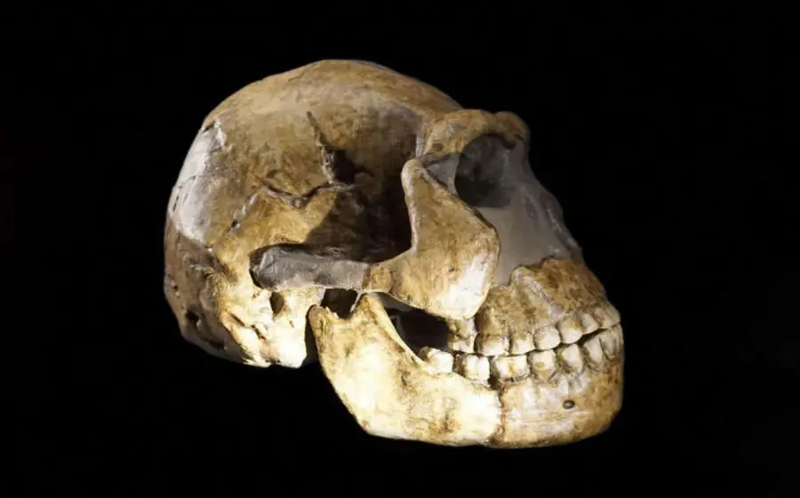Primer plano de los restos fósiles de Homo naledi, donde un análisis de proteínas permitió a los científicos identificar que pertenecían a hembras.
