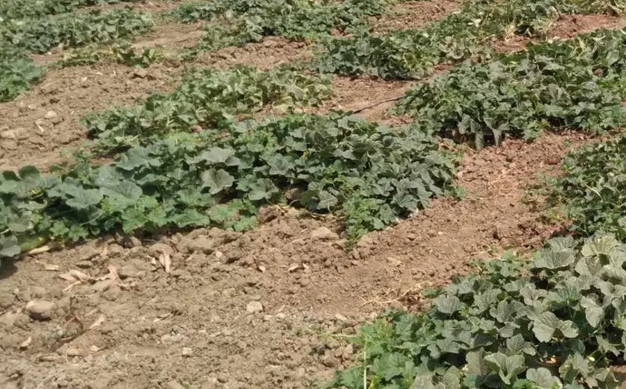 Conagua prevé lluvias similares a las de 2025.