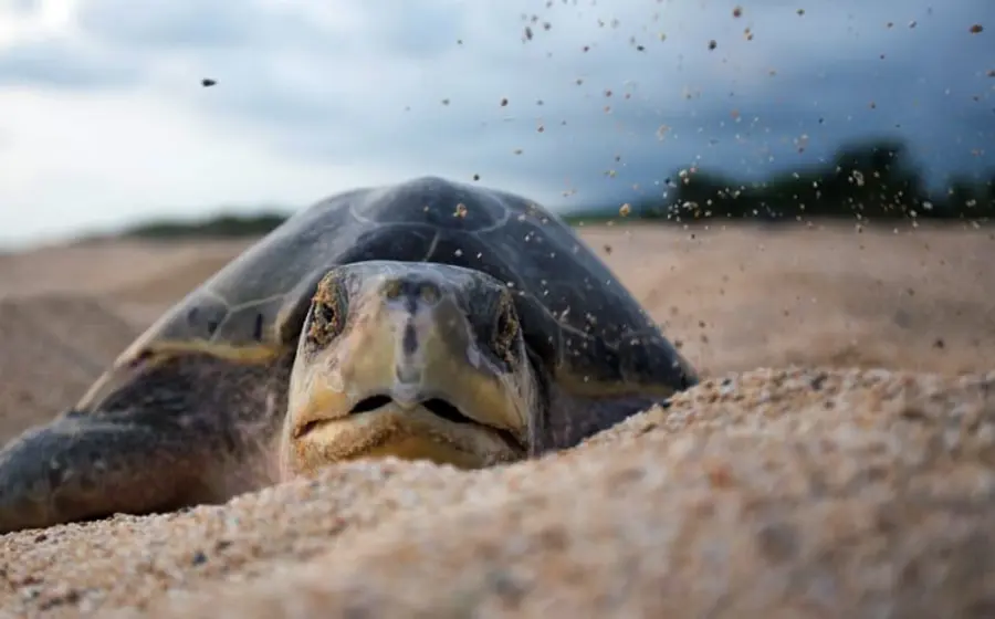  Tortuga golfina.