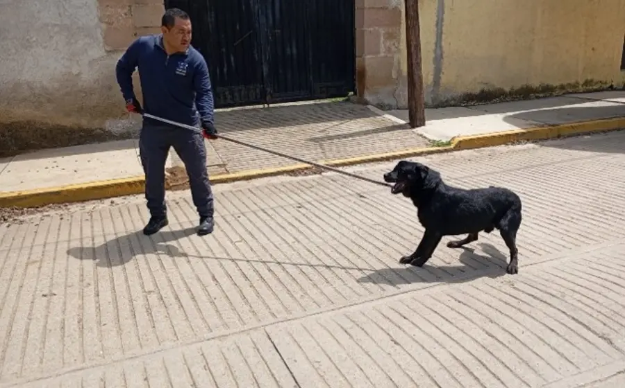 El can fue rescatado en San Pablo Huitzo, Etla.