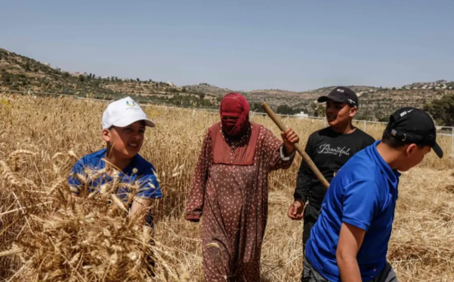 Agricultores palestinos en Cisjordania adelantan la cosecha de sus campos por el temor a incendios provocados en medio de un incremento de ataques.