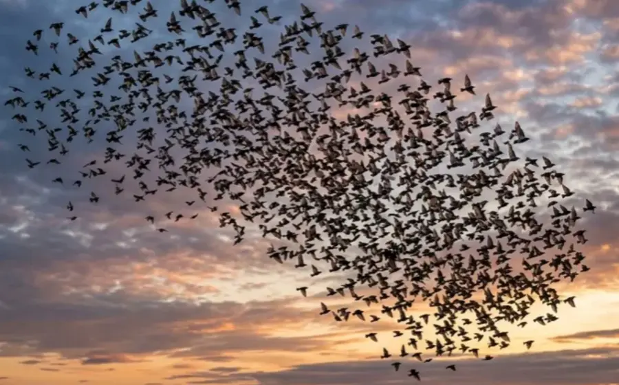 Una bandada de aves vuela en formación, organizándose y acomodándose pasivamente por las fuerzas del aire en movimiento durante su vuelo.