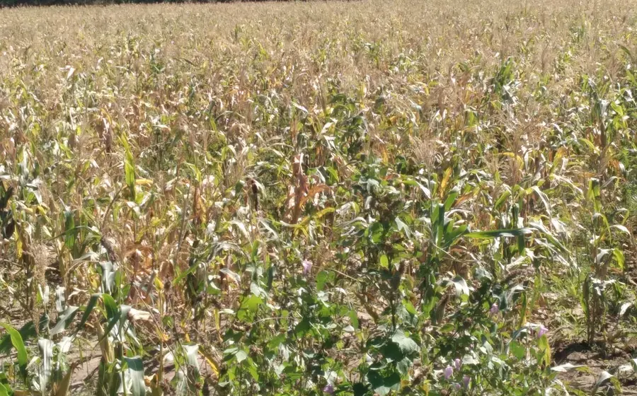 Campesinos en Oaxaca enfrentan una severa crisis agrícola debido a la sequía y la falta de créditos y apoyos para el campo.