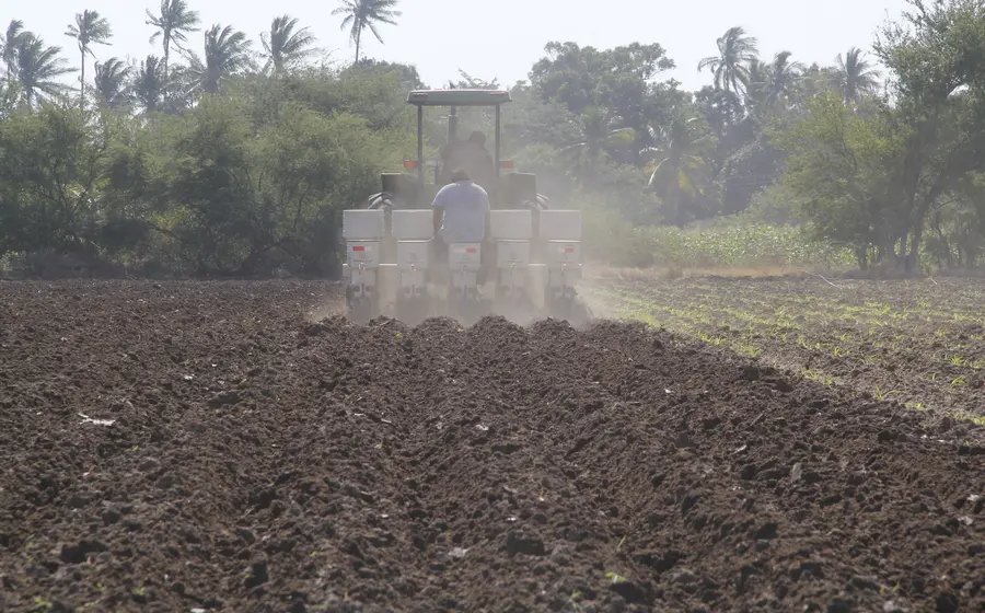 Un campo agrícola en la región del Istmo donde las lluvias recientes permiten a los agricultores facilitar la siembra y reducir los costos de riego.