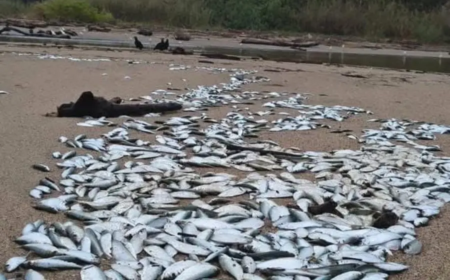 Una playa en la costa de Oaxaca amanece completamente cubierta de miles de sardinas varadas por el fenómeno de mar de fondo.