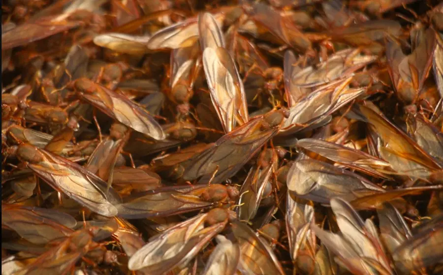 Cientos de ciudadanos en Oaxaca salen de sus casas al amanecer para recolectar las codiciadas hormigas chicatanas durante la temporada de lluvias.