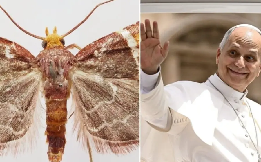 Fotografía de la nueva especie de polilla púrpura, la cual fue descubierta y nombrada en honor al Papa León XIV.