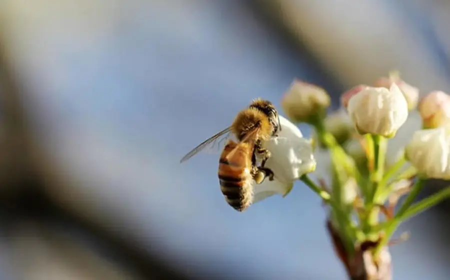 Un paisaje después de un desastre natural, donde restos orgánicos como madera y hojas secas ayudan a acelerar la recuperación del ecosistema.