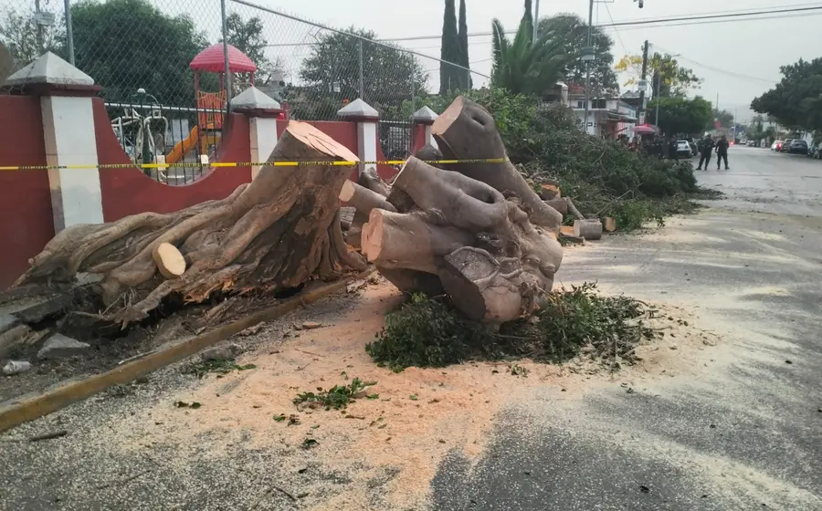 Varios árboles fueron derribados por el viento.