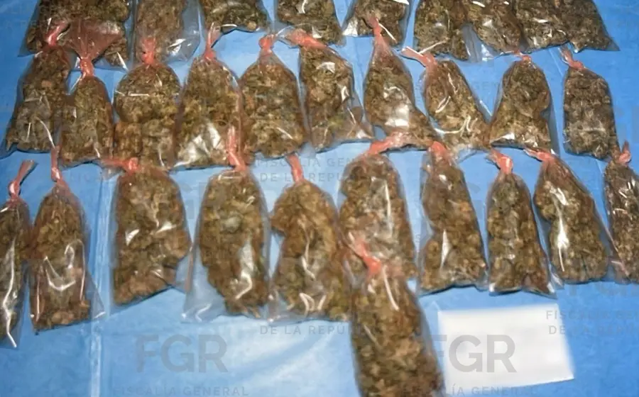 La FGR realiza la destrucción de 23 kilogramos de marihuana, como parte de los operativos de febrero que llevaron a la detención de 27 personas.