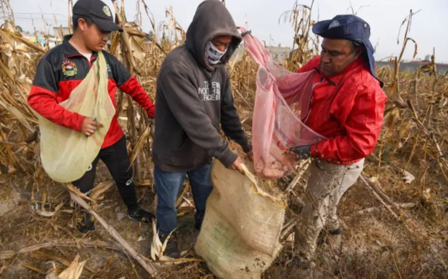 Un productor de maíz recibe el apoyo económico de 950 pesos por tonelada, como parte del programa de Sader para el campo.