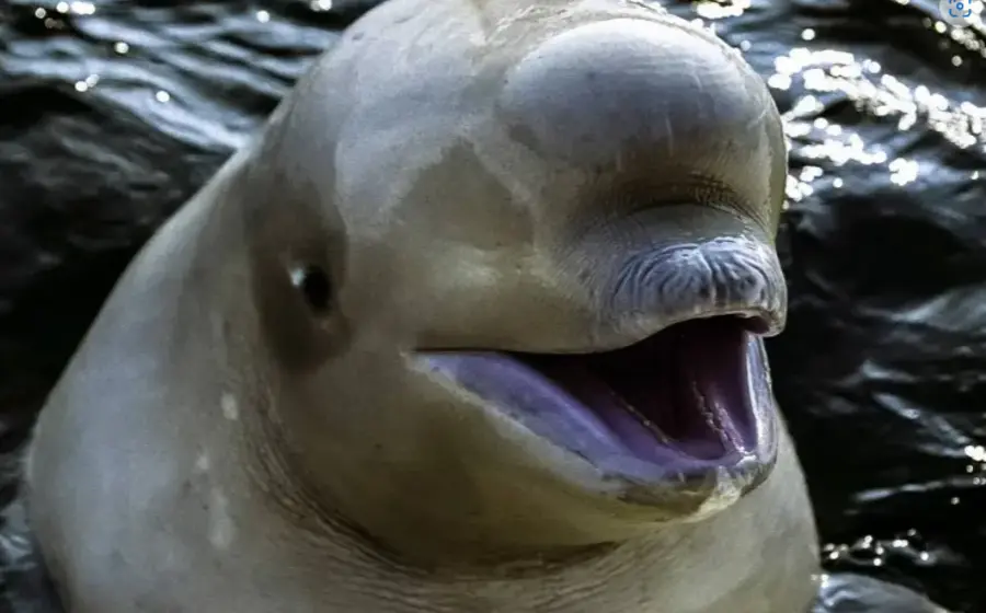 Natasha, una beluga, superó la famosa prueba de la marca.