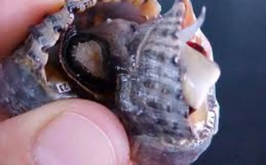 Caracoles del género Plicopurpura.