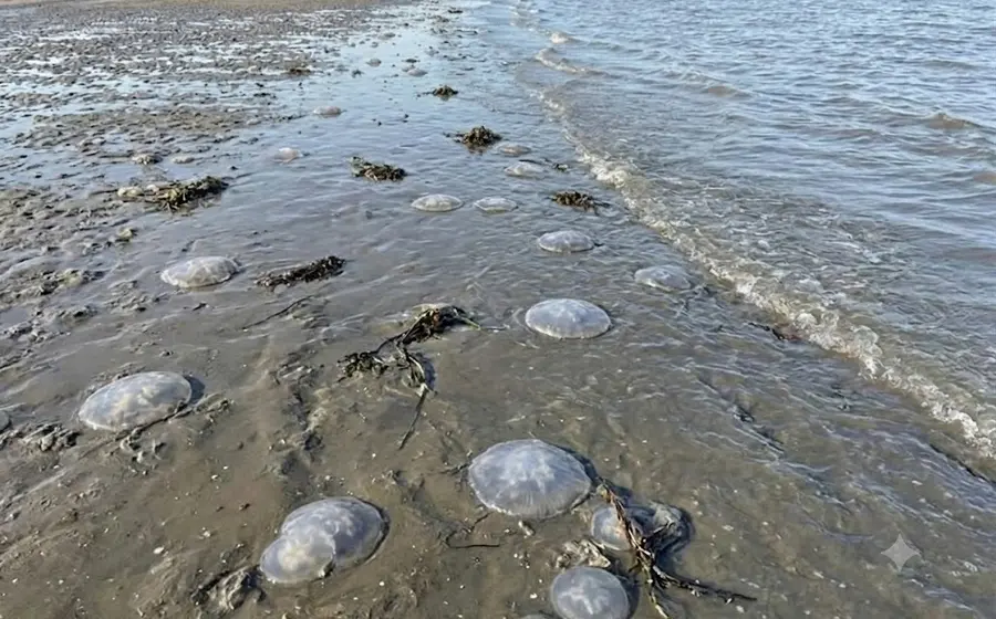Fenómeno marino en Oaxaca deja playas cubiertas de medusas “bola de cañón”. 