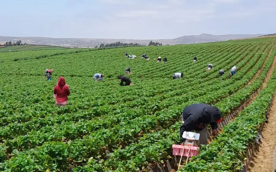Jornaleros migrantes de Oaxaca tendrán mayor protección laboral, promete gobierno. 