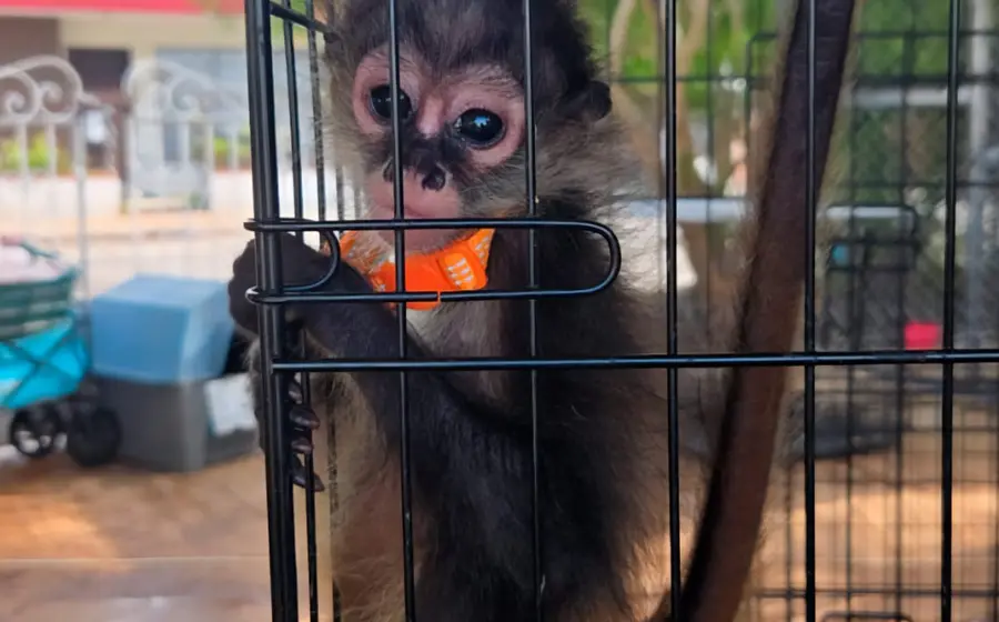 Entre los ejemplares había un jaguar y monos araña. 