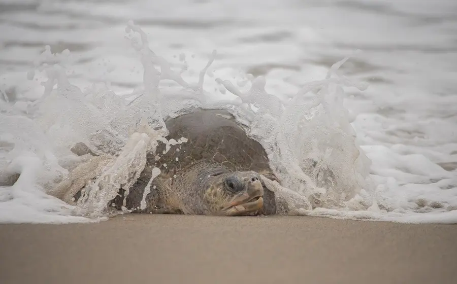Arribada de tortugas en la Costa de Oaxaca impulsa llamado a turismo responsable.