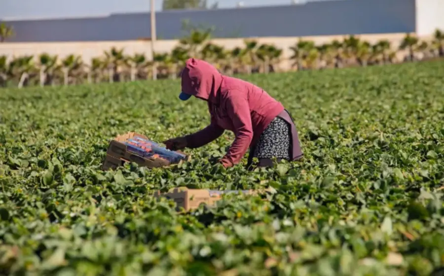La medida busca erradicar la explotación laboral en el campo mexicano. Foto: La Jornada Sinaloa