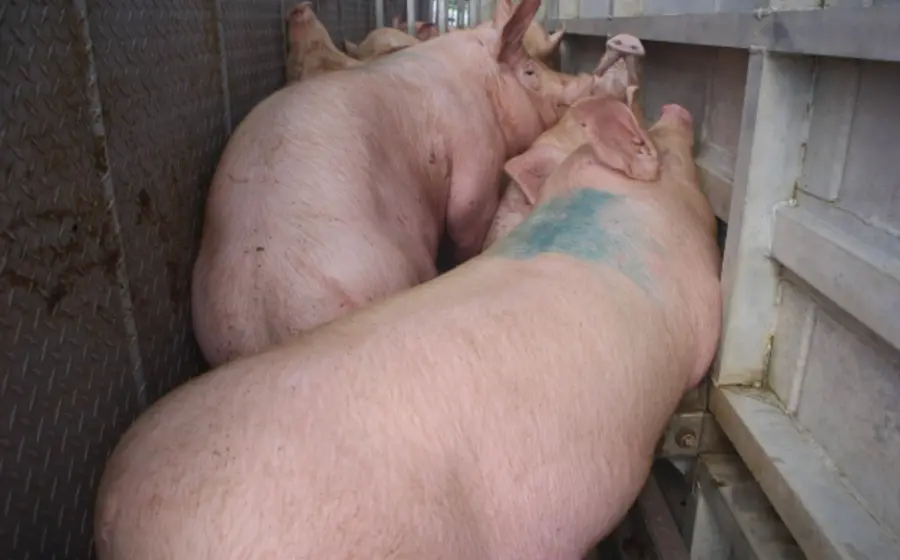 La carne de cerdo podrá seguir ingresando al país.