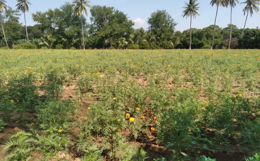 “Sin lluvia no hay siembra”: preocupación crece en el campo de Oaxaca.